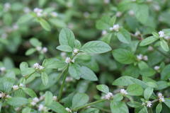 Alternanthera tenella